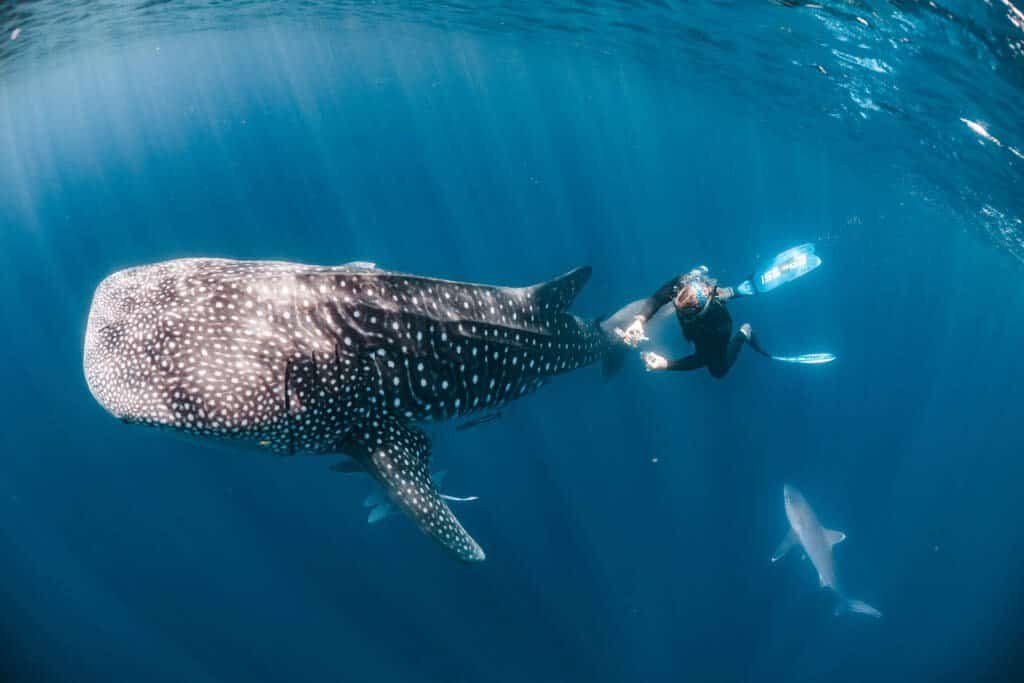 A diver is seen from above collecting microbes from a whale shark while another shark circles below.
