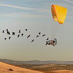 A flock of migrating ibis flying close to powered paraglider with two passengers, flying over a rolling landscape in Spain.