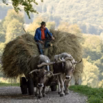 Bergbauer mit Ochsenkarren voller Heu auf Feldweg in den Karpaten – Dokumentarfotografie