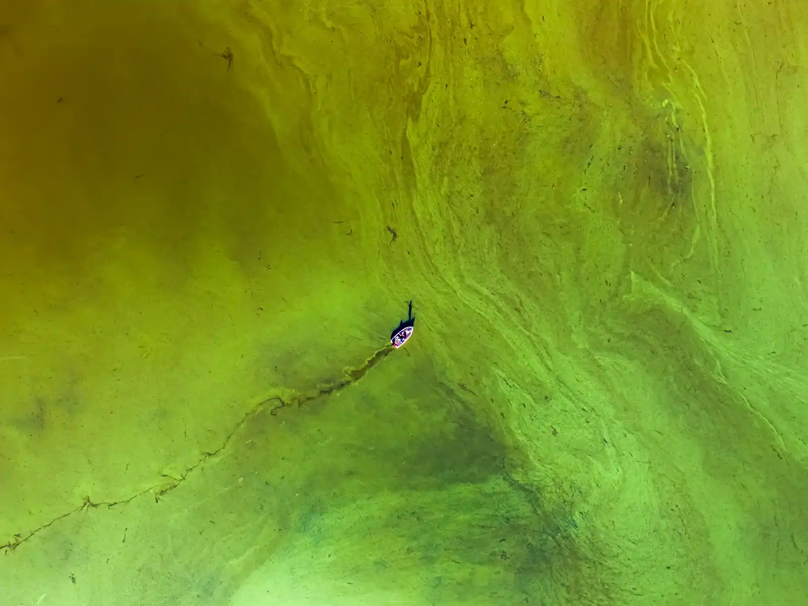 Nördliche Kahlibisse fliegen in Formation über grüne Landschaft Südspaniens
