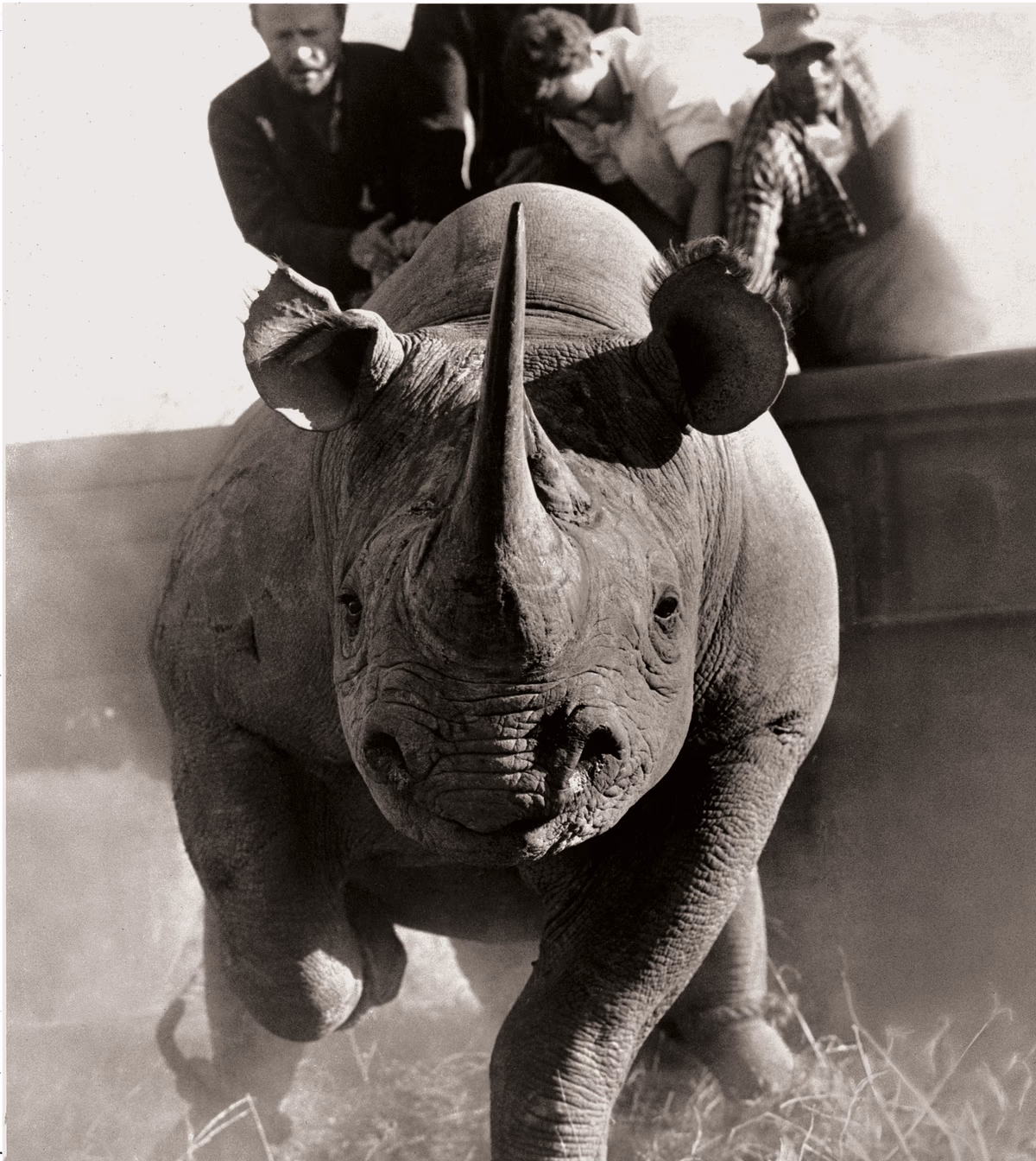 Nashorn stürmt auf die Kamera zu, Menschen im Hintergrund, Peter Beard The End of the Game