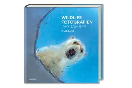 Wildlife Photographer of the Year 2026: Ein Bild, das unter die Haut geht